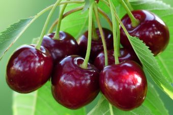 Cherries